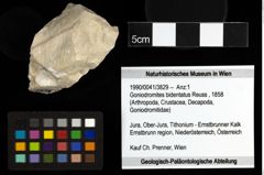Foto (Objekt + Etiketten) von Goniodromites bidentatus (Reuss, 1858) 